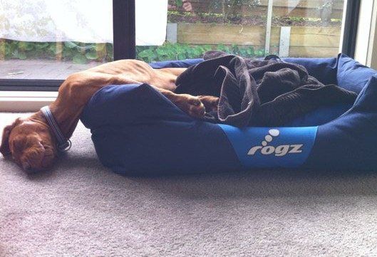 dog sleeping, sleep importance, value of sleep