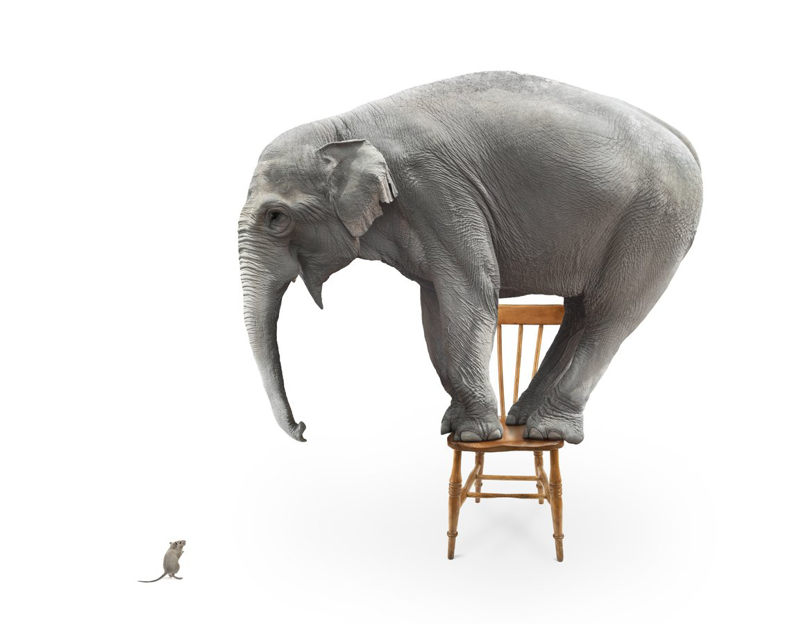 fear of mice, elephant afraid of mouse, tiny mouse,