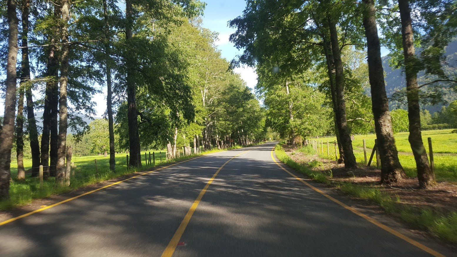 A road with trees on both sides of it