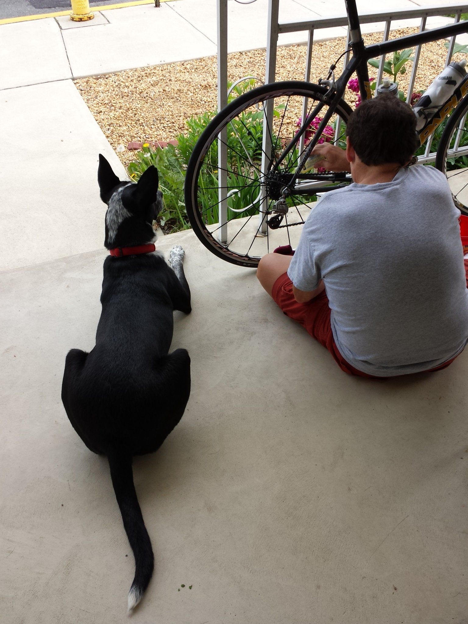 A dog sitting next to a man fixing a bike