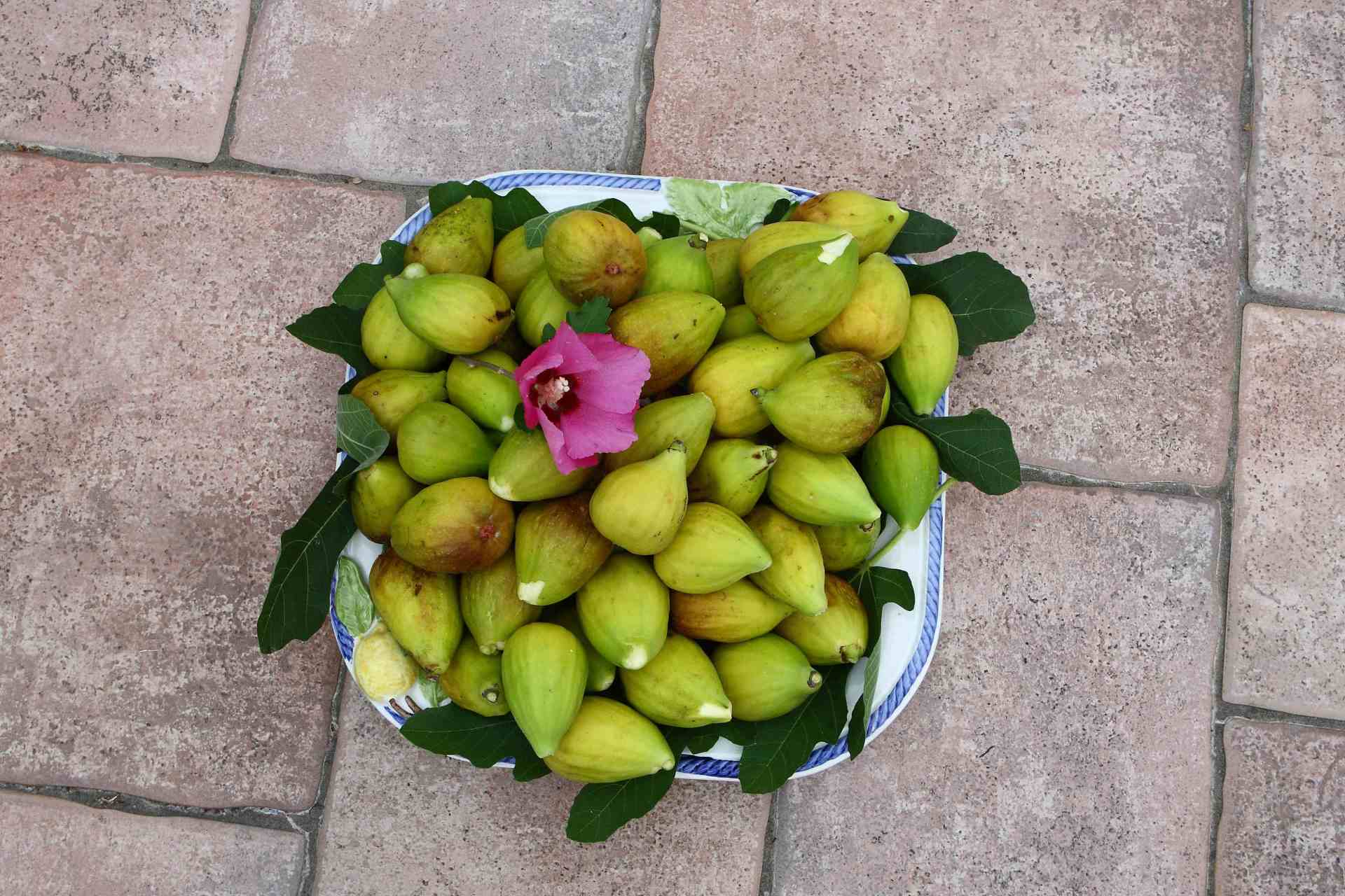 fichi