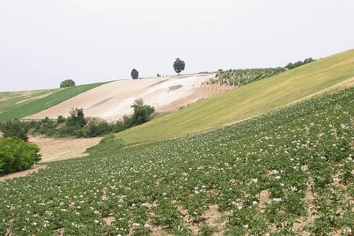 colli piacentini