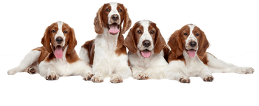 Dogs