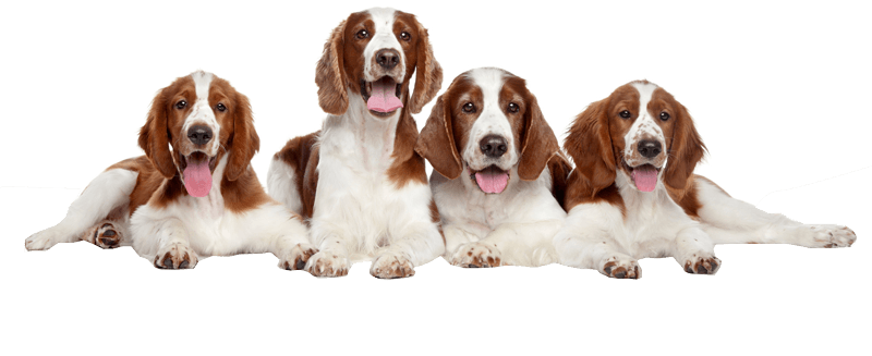 Dogs