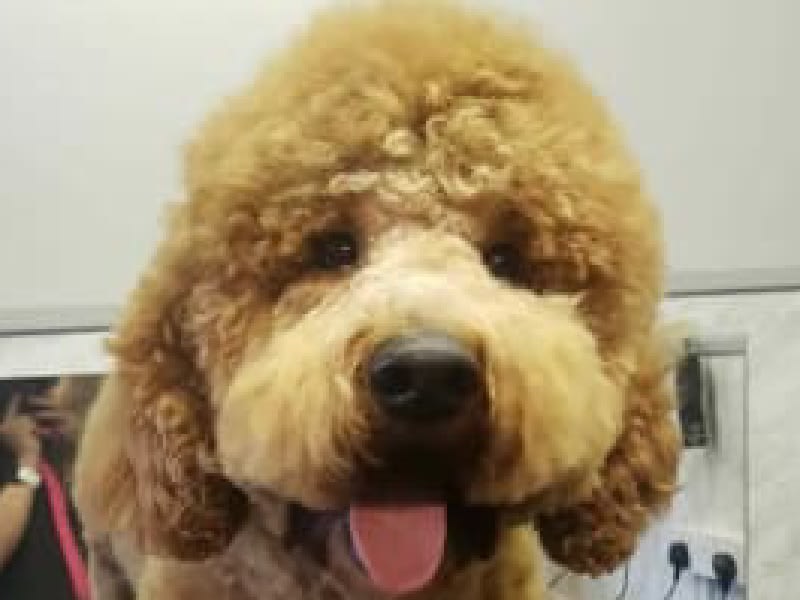 groomed cockapoo