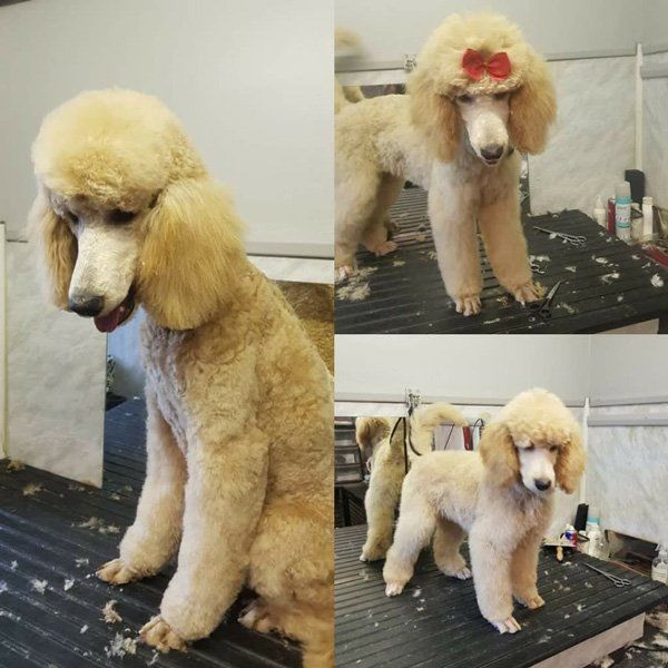 groomed poodle