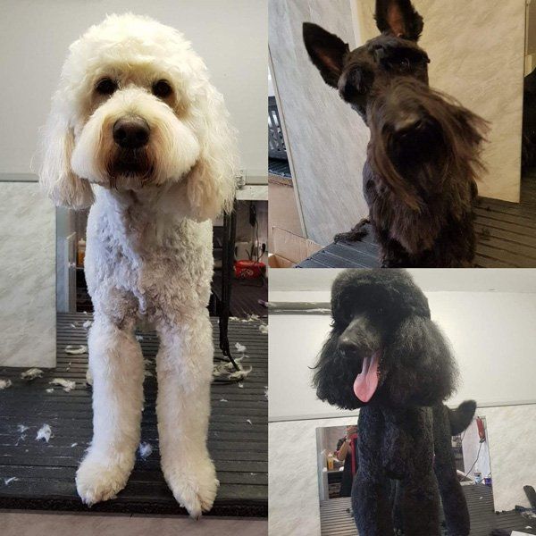 collage of dogs