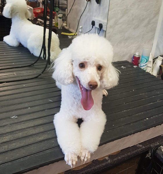 white poodle after grooming