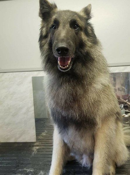 large grey dog