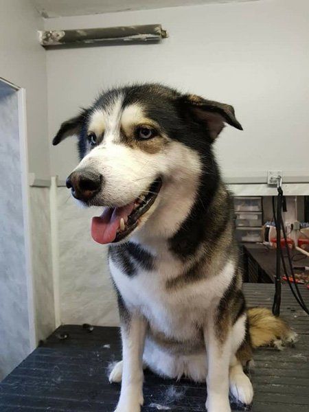 black and white dog