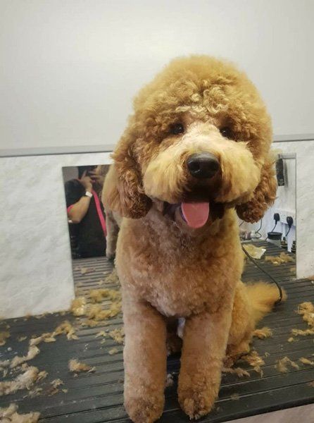 small brown groomed dog