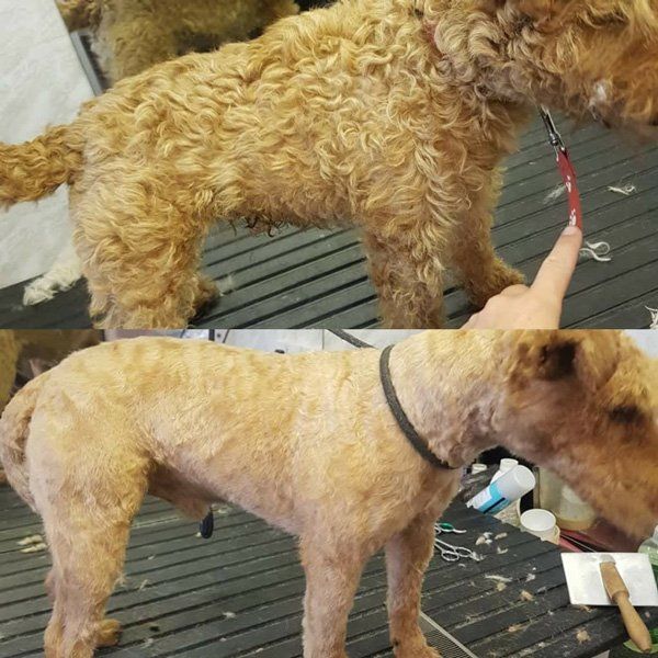 dog before and after grooming