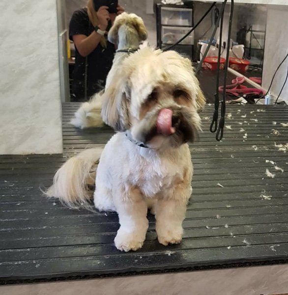 small white dog