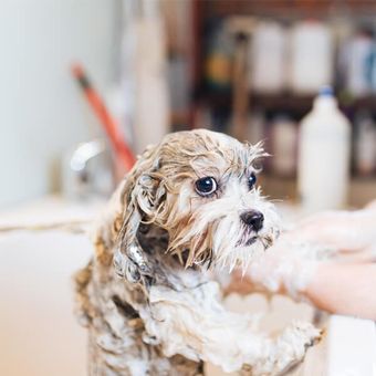Laundromat — Dog Taking a Bath in Sandusky, OH Laundromat — Dog Taking a Bath in Sandusky, OH