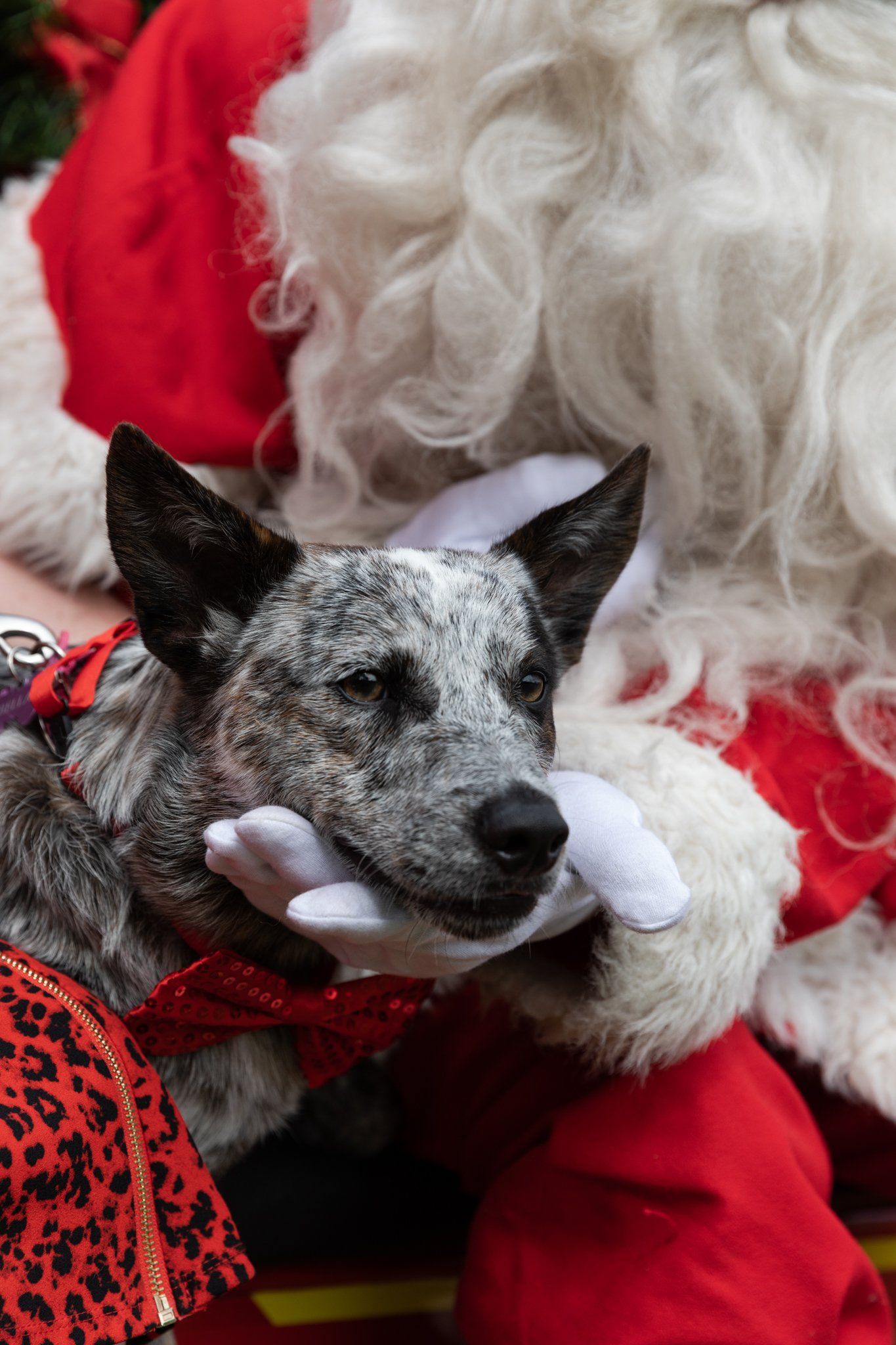 A dog is sitting next to a person dressed as santa claus.