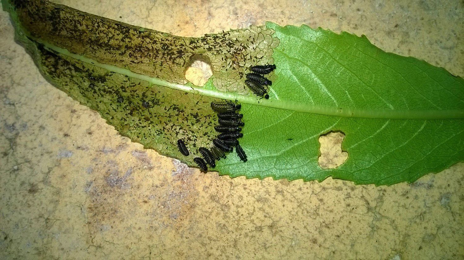 antiparassitario