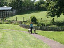 dog walking services