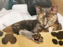 a cat