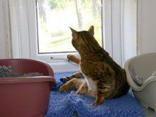 cat boarding