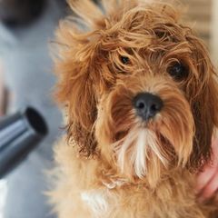 dog grooming