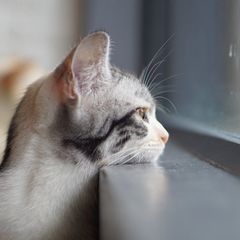 a cat