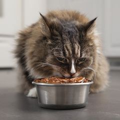 a cat