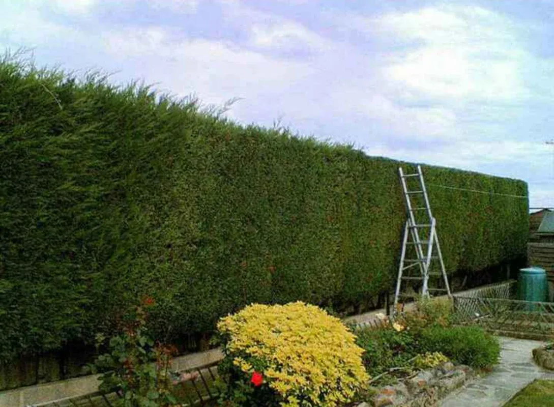 trimmed hedge