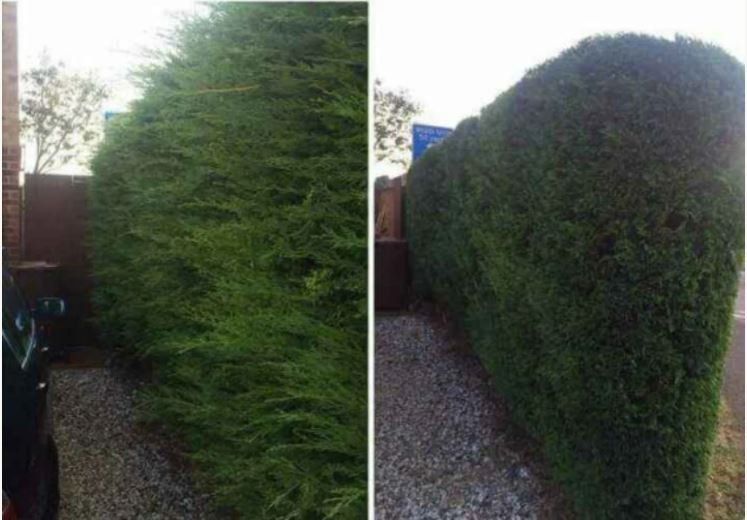 hedge before and after trim