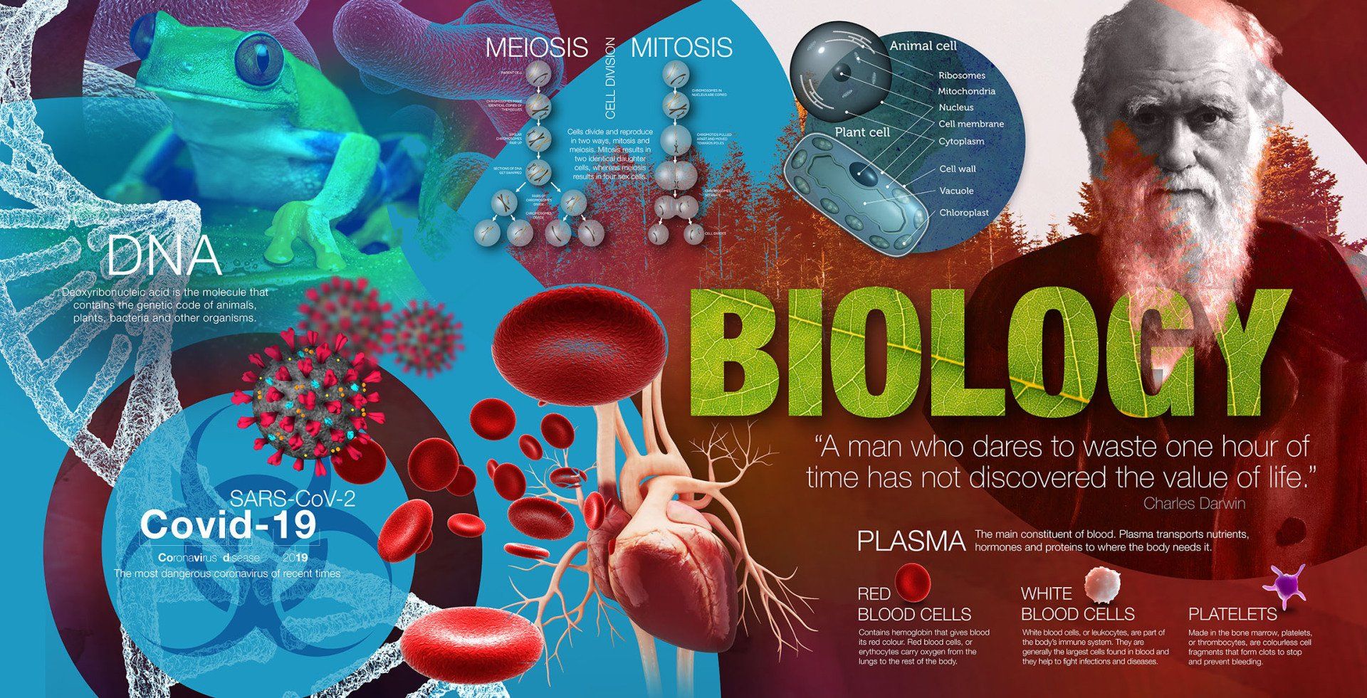 Science biology wall mural for school. educational wall display