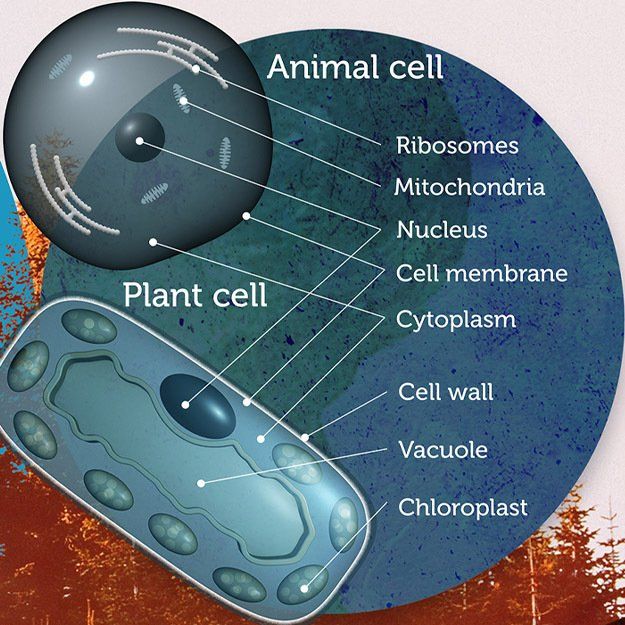 biology wall mural for schools, plant cells