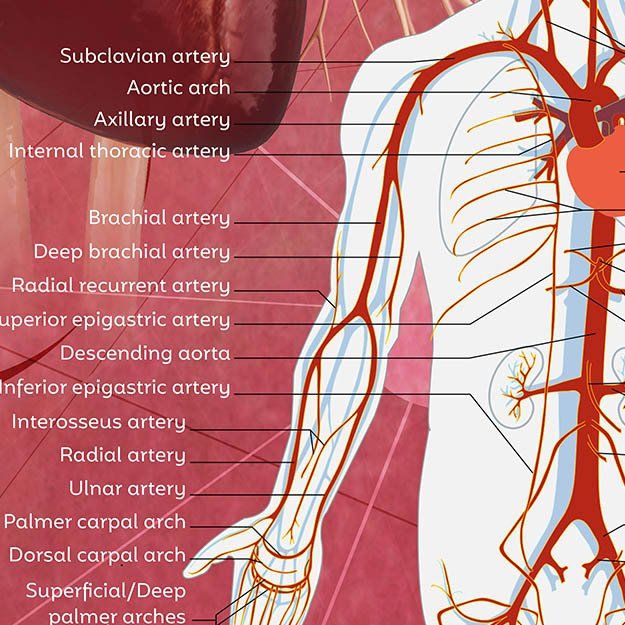 school wall mural art science blood and arterial system