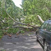 Tree fell down and block the road - emergency tree removal services in Daphne and Fairhope Counties Tree fell down and block the road - emergency tree removal services in Daphne and Fairhope Counties