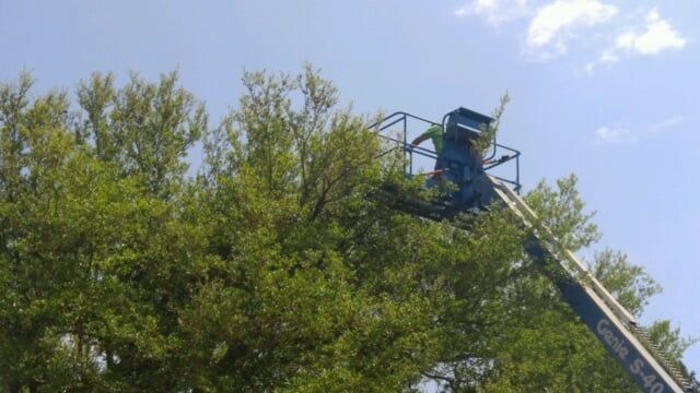 Tree Service in Fairhope, AL