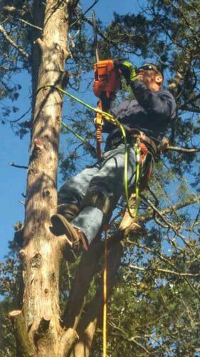 Worker cutting tree - Tree removal in Daphne and Fairhope Counties Worker cutting tree - Tree removal in Daphne and Fairhope Counties