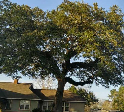 Big yard tree - Tree removal in Daphne and Fairhope Counties Big yard tree - Tree removal in Daphne and Fairhope Counties