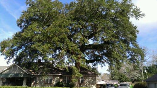 Huge yard tree - Tree removal in Daphne and Fairhope Counties Huge yard tree - Tree removal in Daphne and Fairhope Counties