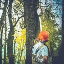 Worker trimming tree branches - Tree removal in Daphne and Fairhope Counties
