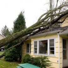 Tree fell down to a house - emergency tree removal services in Daphne and Fairhope Counties Tree fell down to a house - emergency tree removal services in Daphne and Fairhope Counties