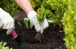 Landscaping experts at work