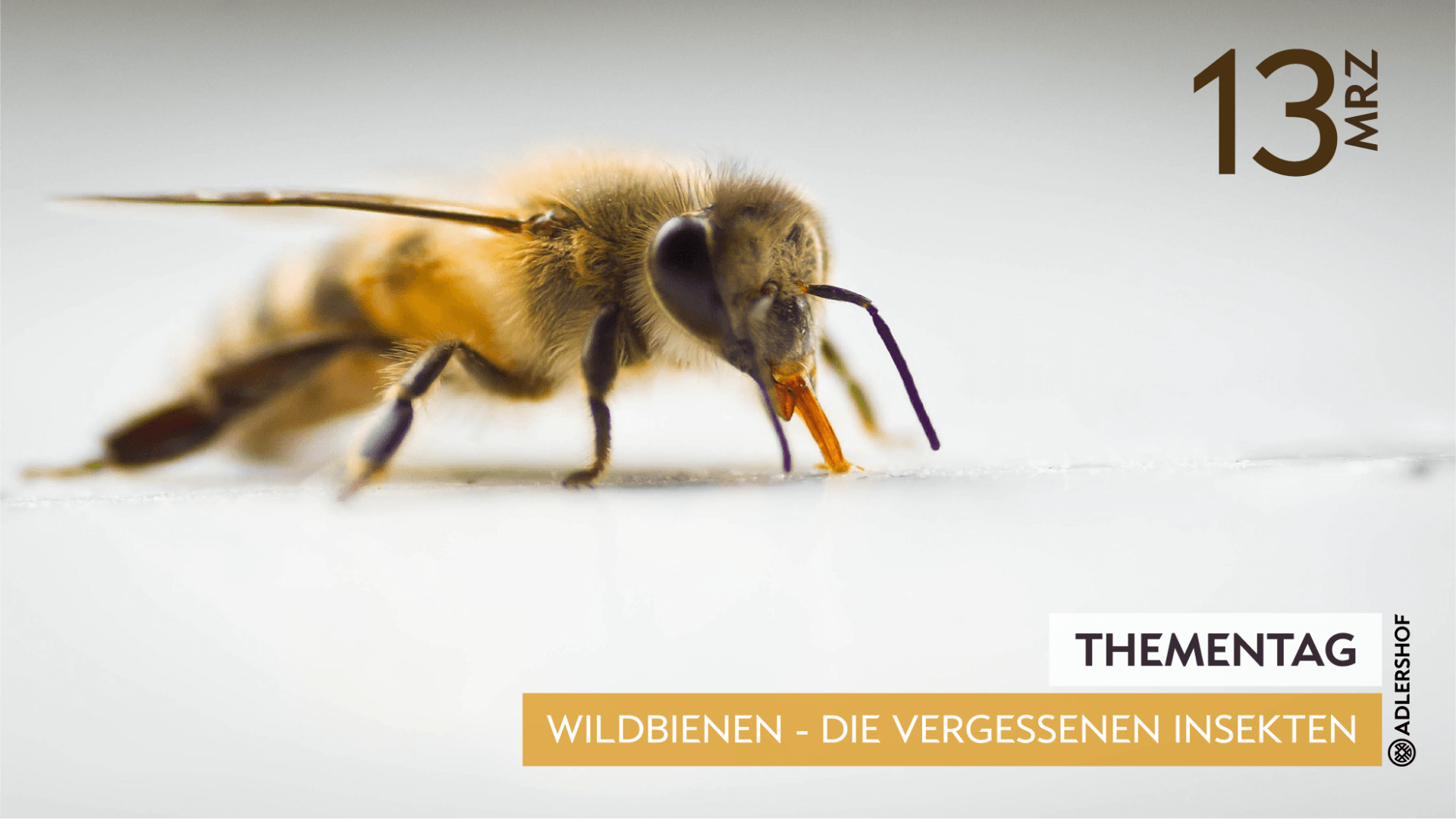 Rittergut Adlershof Umweltzentrum Oberlauterbach Vogtland NUZ - Workshop Wildbienen © Jens Reiher Rittergut Adlershof Umweltzentrum Oberlauterbach Vogtland NUZ - Workshop Wildbienen © Jens Reiher