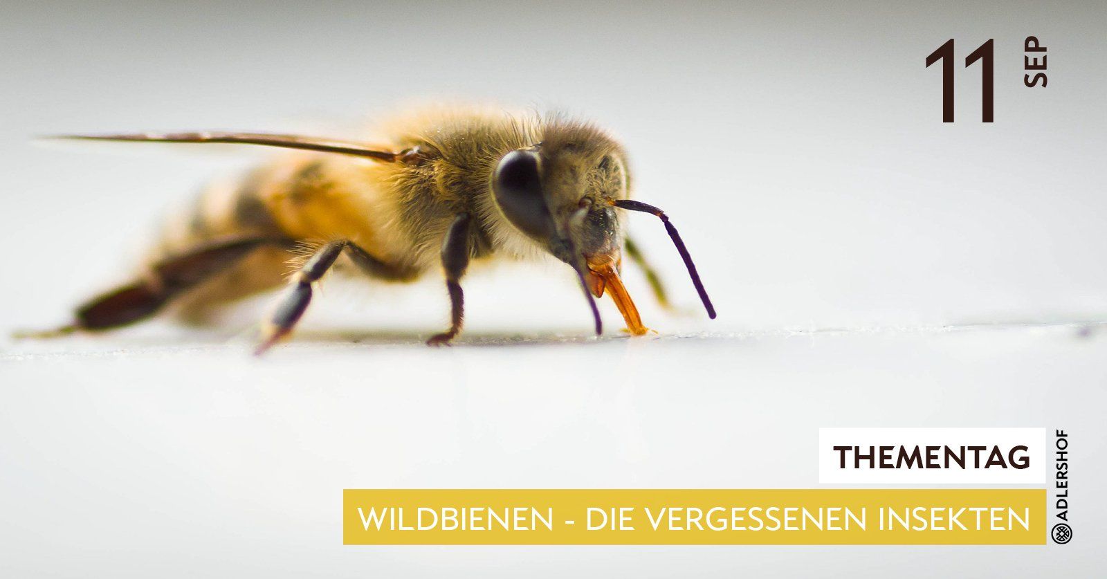 Rittergut Adlershof Umweltzentrum Oberlauterbach Vogtland NUZ - Wildbienen © Jens Reiher Rittergut Adlershof Umweltzentrum Oberlauterbach Vogtland NUZ - Wildbienen © Jens Reiher