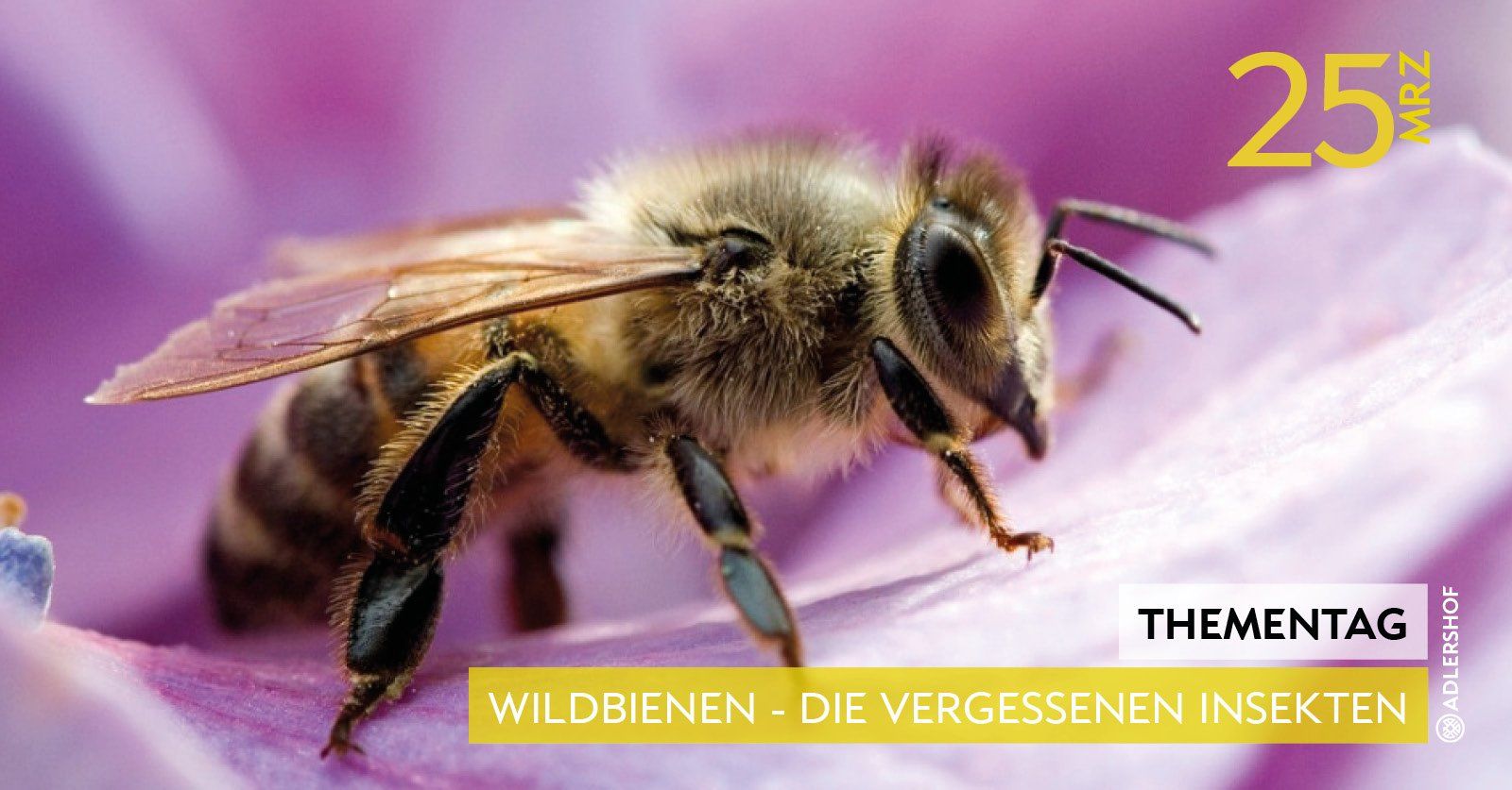 Rittergut Adlershof Umweltzentrum Oberlauterbach Vogtland NUZ - Wildbienen © Jens Reiher Rittergut Adlershof Umweltzentrum Oberlauterbach Vogtland NUZ - Wildbienen © Jens Reiher