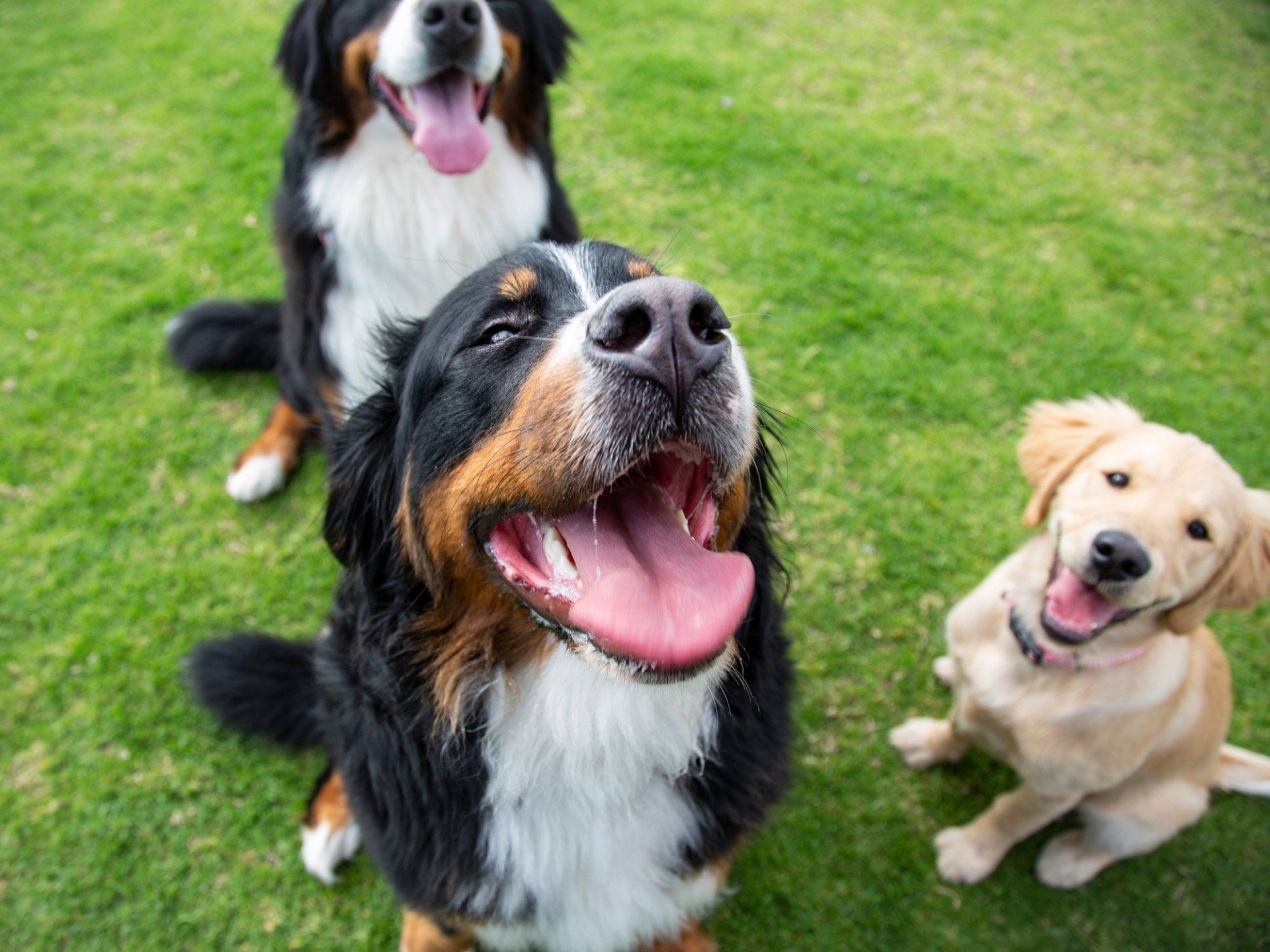 3 dogs on a walk standing to attention