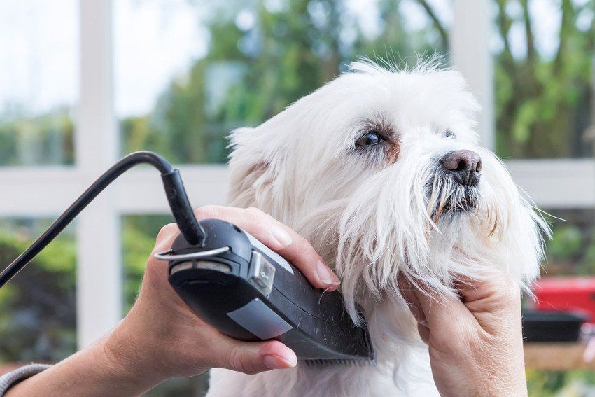 Small white fluffy terrier being shaved
