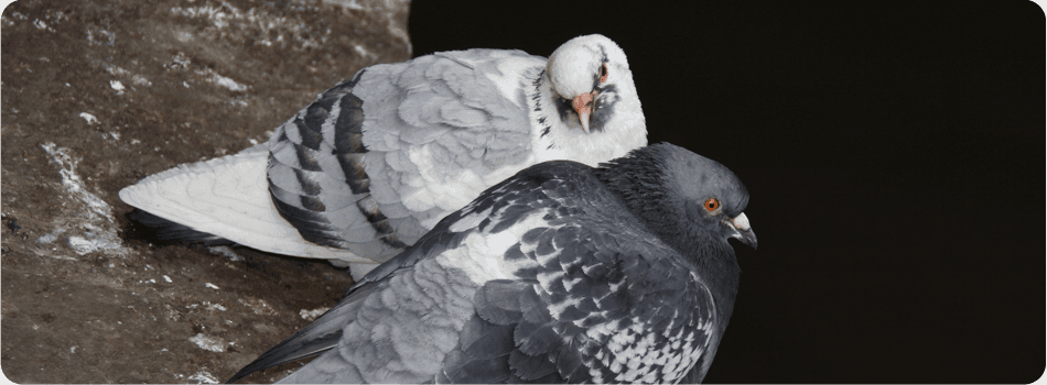 For pest control services in Stoke-on-Trent call 01782 388 026 pest control services