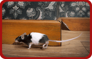 To have an insect infestation removed in Stoke-on-Trent call 01782 388 026 you need a pest control company
