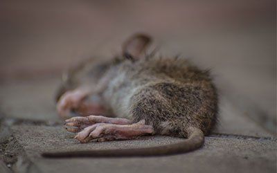 Dead Animal Removal Dead Animal Removal