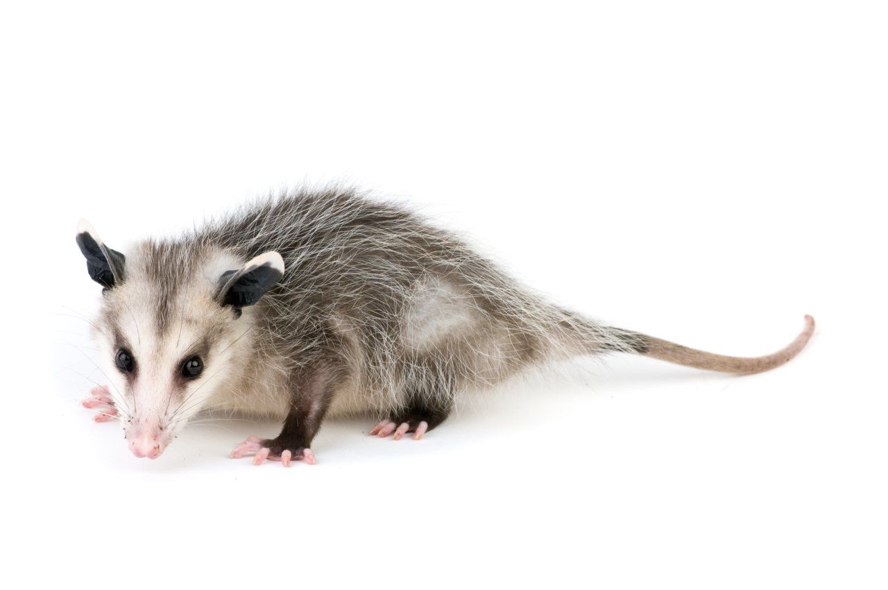 Opossum Removal Opossum Removal