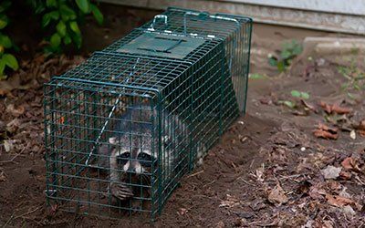Animal Removal Services Animal Removal Services