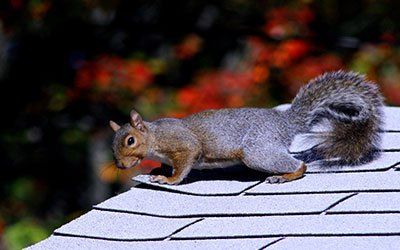 Squirrel damaging roof shingles
